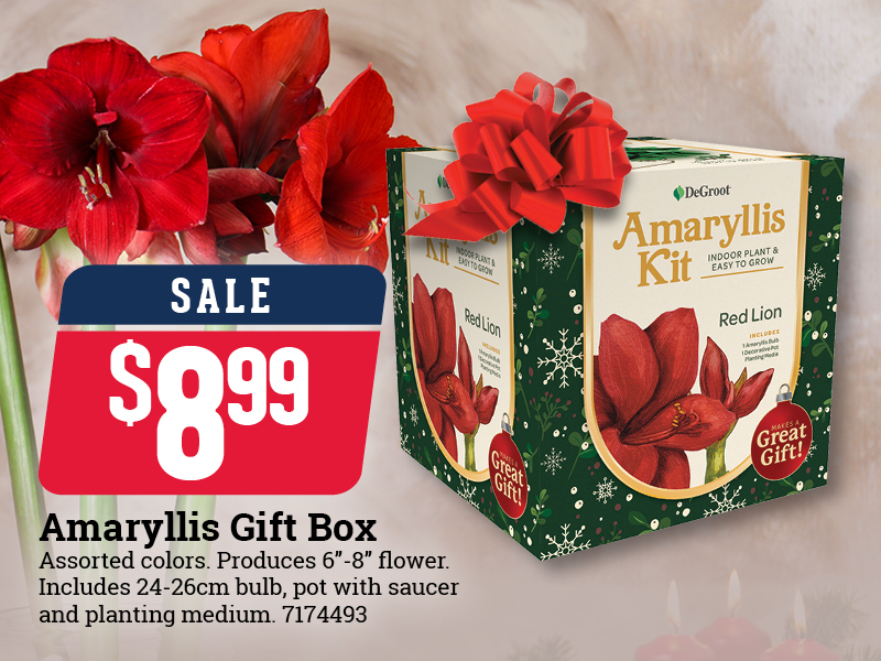 Amaryllis Gift Box