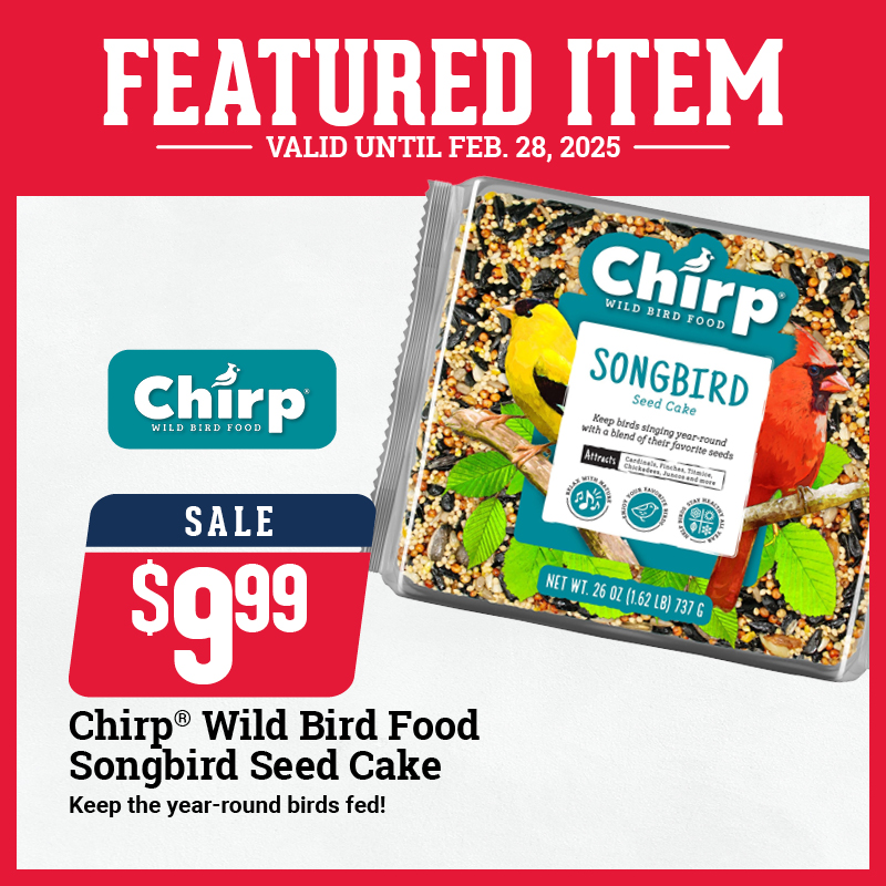 GLA Chirp Seed Cake 